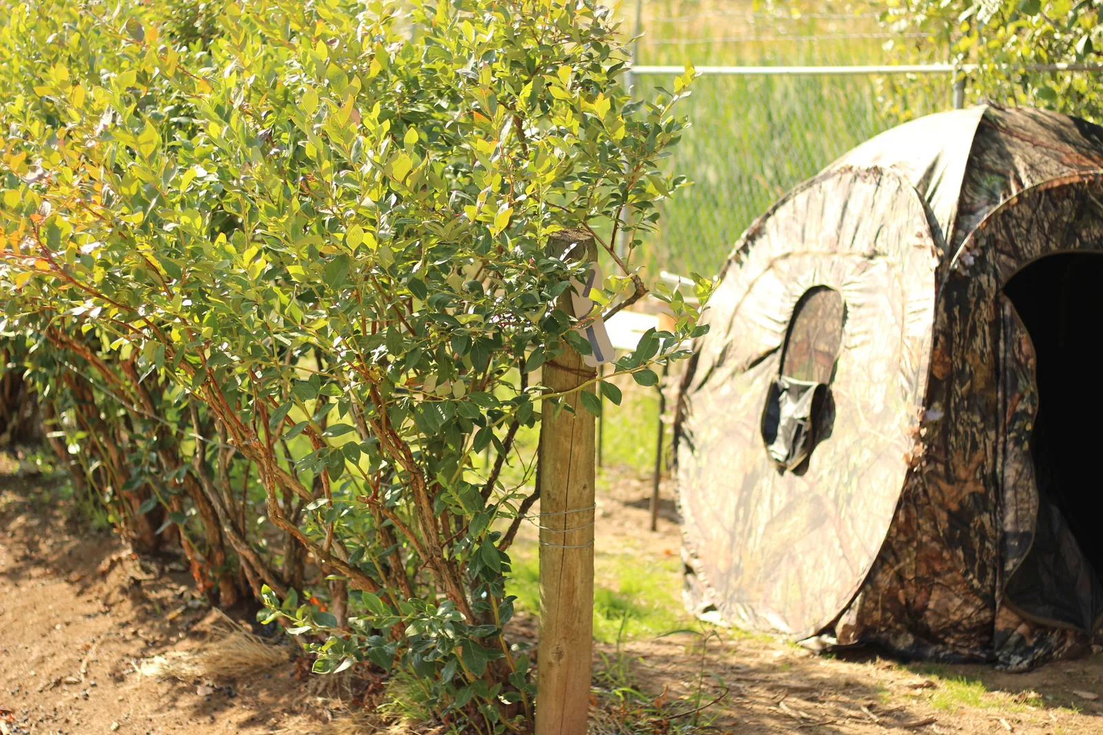 The pitched blind photographed from the side against the berry hedge and fence line