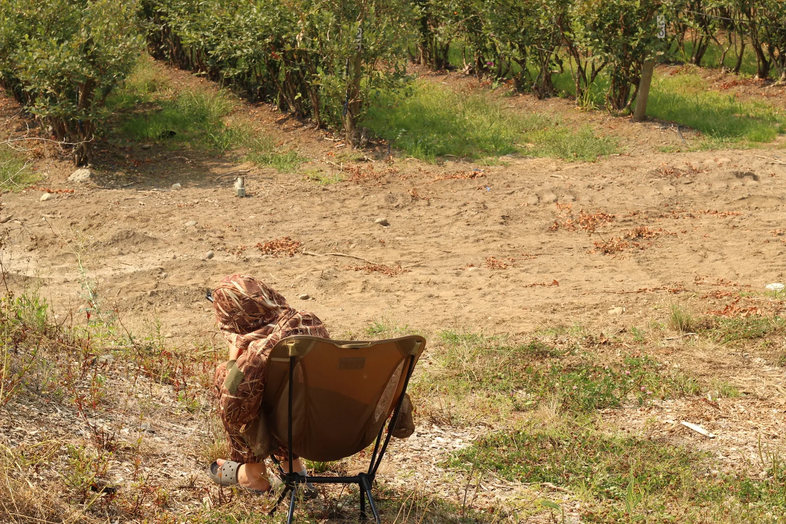 A wide view across a dry clearing toward an orchard, with the seated shooter and coyote chair small against the ground in the middle distance