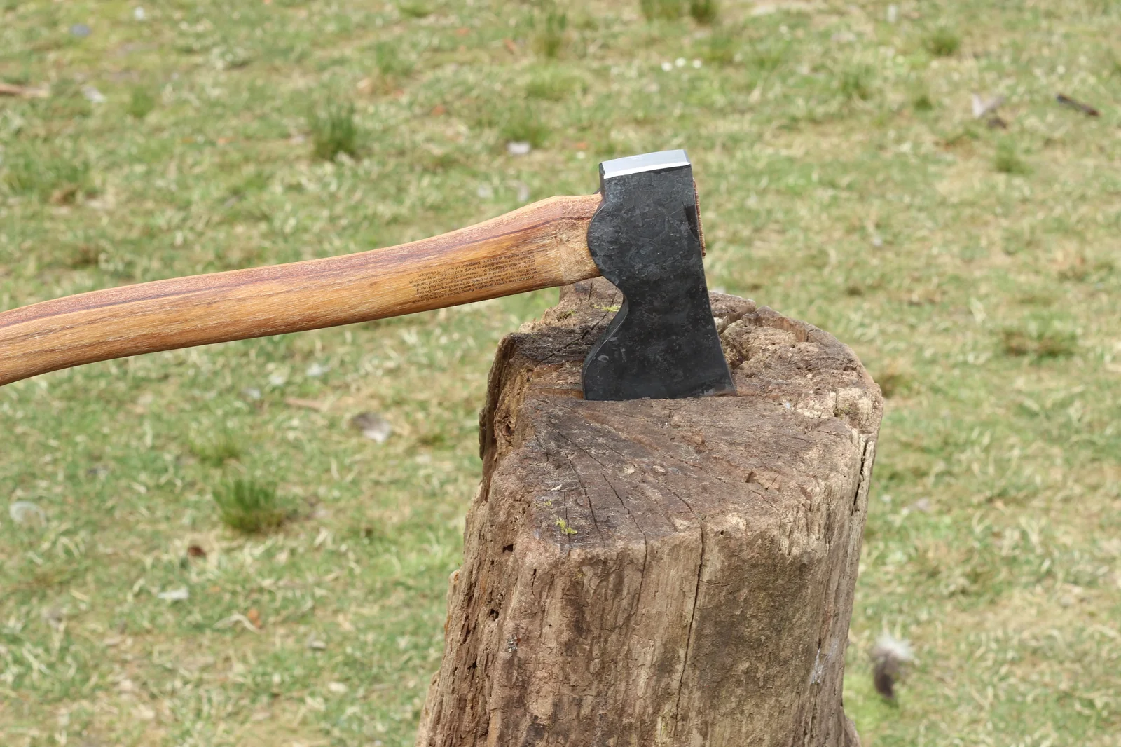 View from behind the axe head showing it buried deep in a tree stump with the polished cutting edge visible at the top and the HB stamp visible on the side