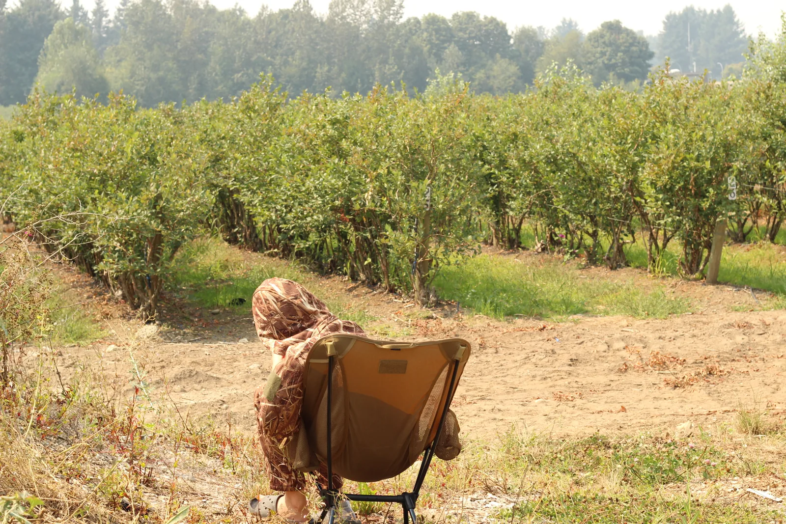 Wide view of a young hunter seated in a camp chair at the edge of an orchard, small against the dry ground and brush line