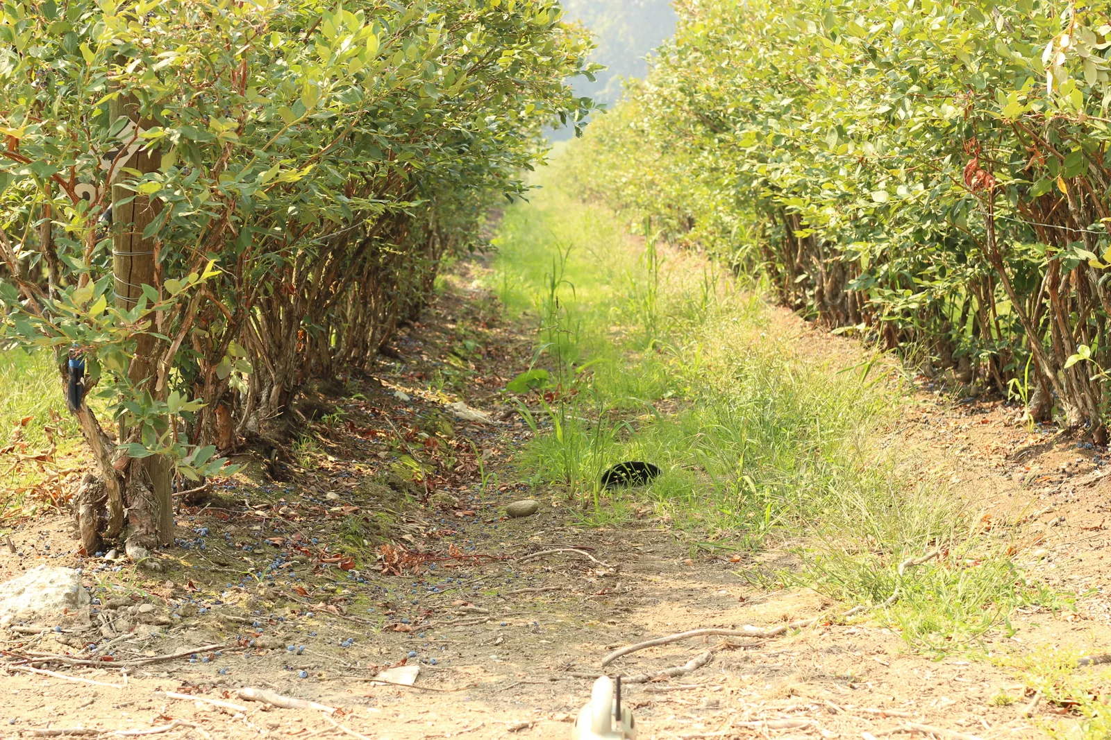 A grass and dirt row running between two lines of orchard bushes