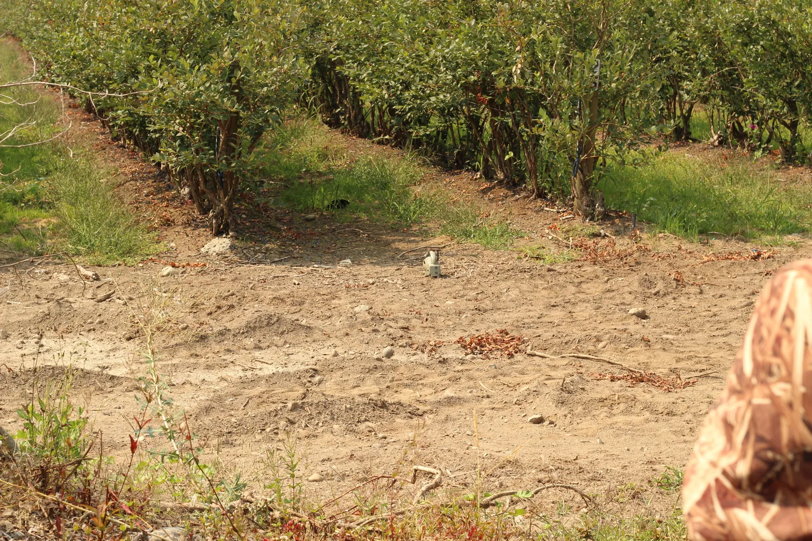 A wide view across a dry clearing toward an orchard with the seated young hunter small at the edge of frame