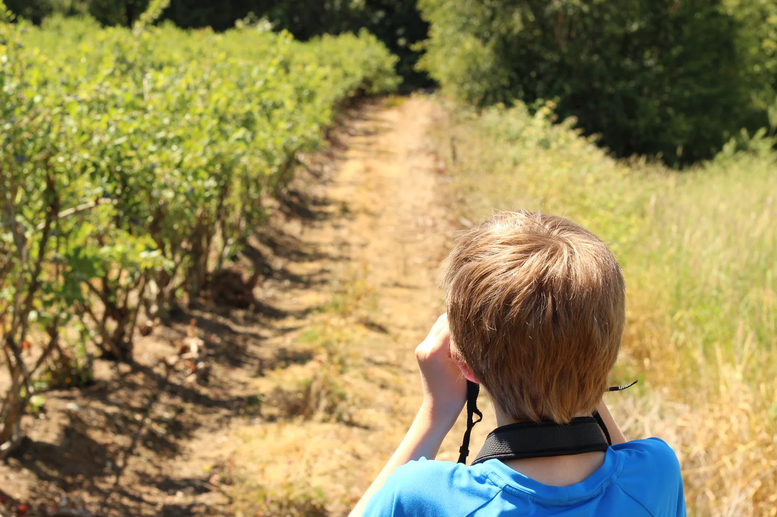 The Hunt and Live eleven-year-old field tester photographed from behind walking on a dirt path between two rows of low blueberry shrubs, in a blue t-shirt with the bino's chest harness strap visible across his back, glassing forward down the row