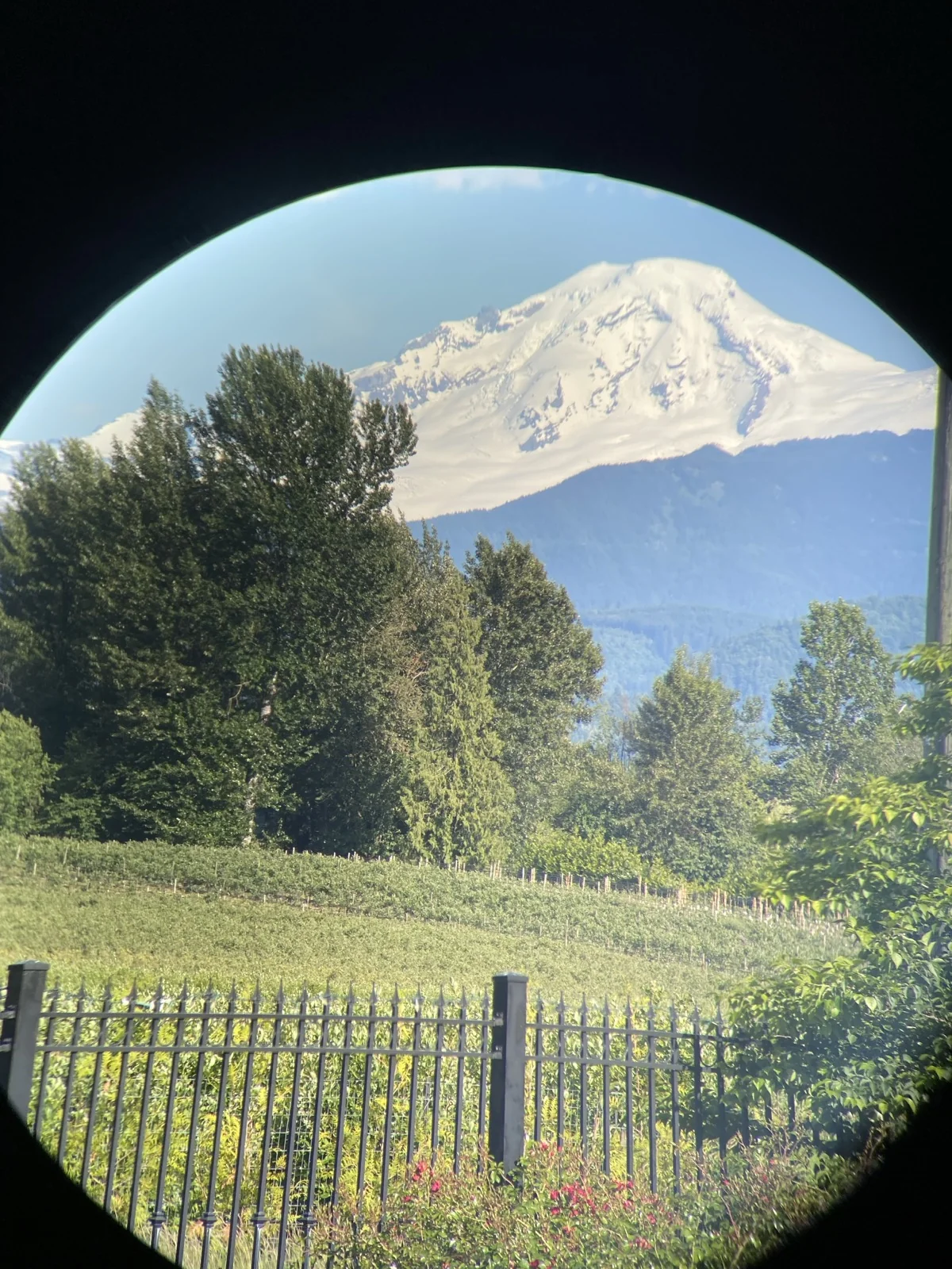Through-the-glass plate from the Riton 5 Primal 10x42 ED showing a single large snow-capped mountain (Mt. Baker) framed centrally against a blue sky, with a row of evergreens in the middle distance, a vineyard in the foreground, and a black metal fence at the bottom edge of the visible cone