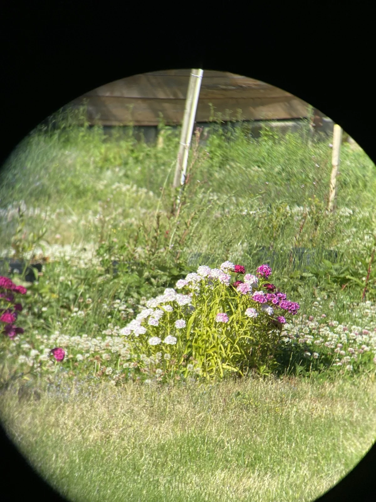 Through-the-glass plate from the Riton 5 Primal 10x42 ED showing a sweet williams flowering bush in pink, magenta, and white blossoms in the center foreground, with tall grass, fence posts, and a wooden building visible behind the flowers