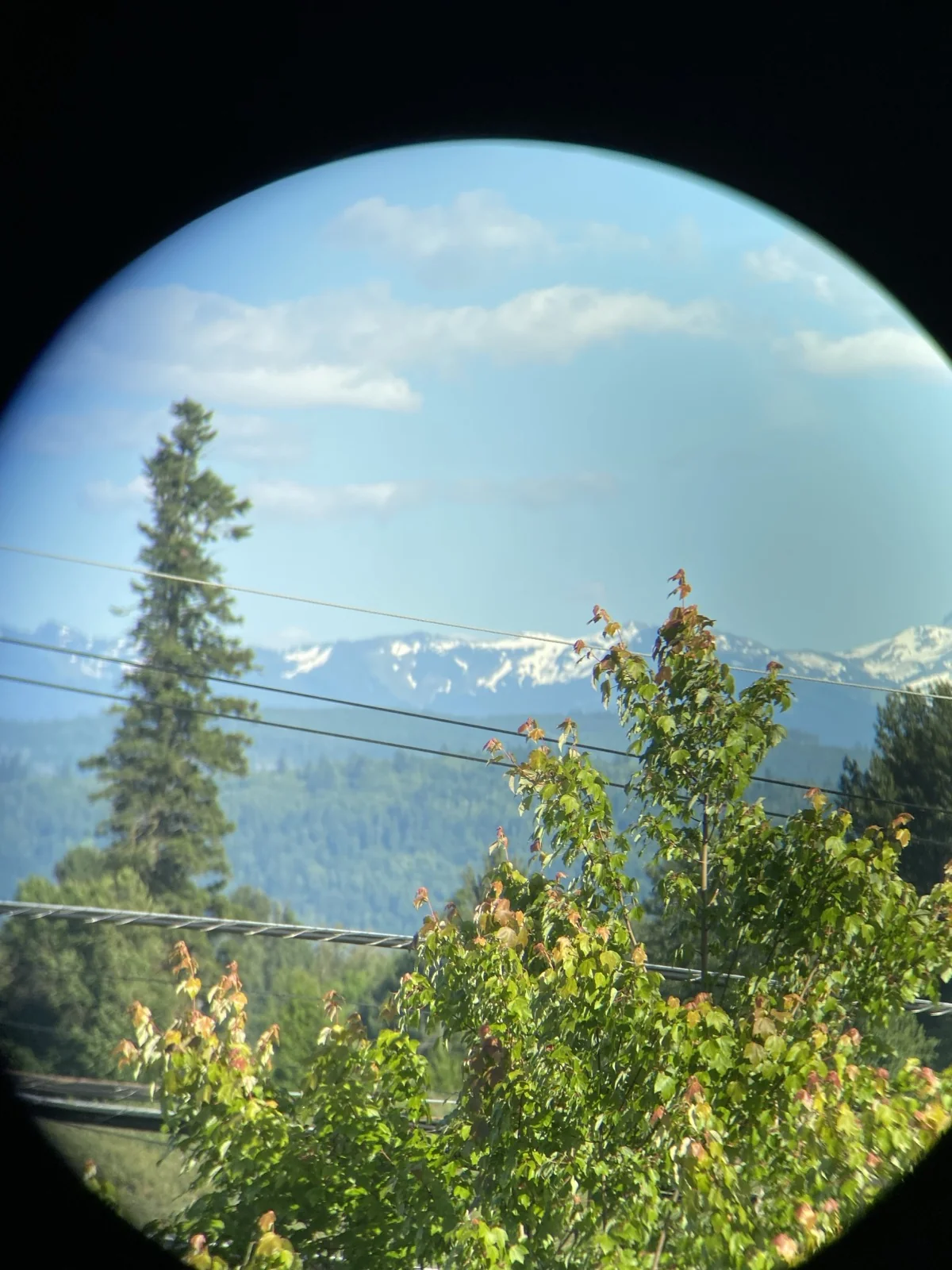 Through-the-glass plate from the Riton 5 Primal 10x42 ED showing distant snow-capped mountain ridges against a partly cloudy blue sky, with a tall evergreen tree on the left, deciduous maple foliage filling the foreground, and three horizontal power lines crossing the upper third of the frame