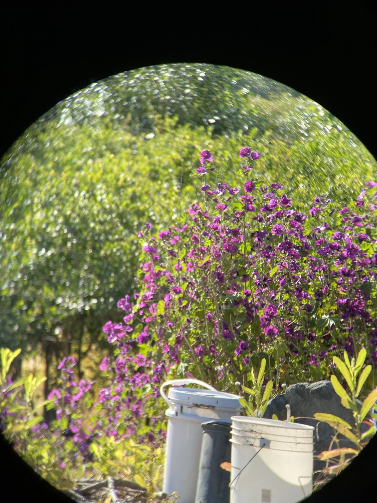 Through-the-glass plate showing a low garden bed of purple petunia flowers and white alyssum, with two white plastic buckets visible at the bottom of the frame and additional flowering plants filling the background