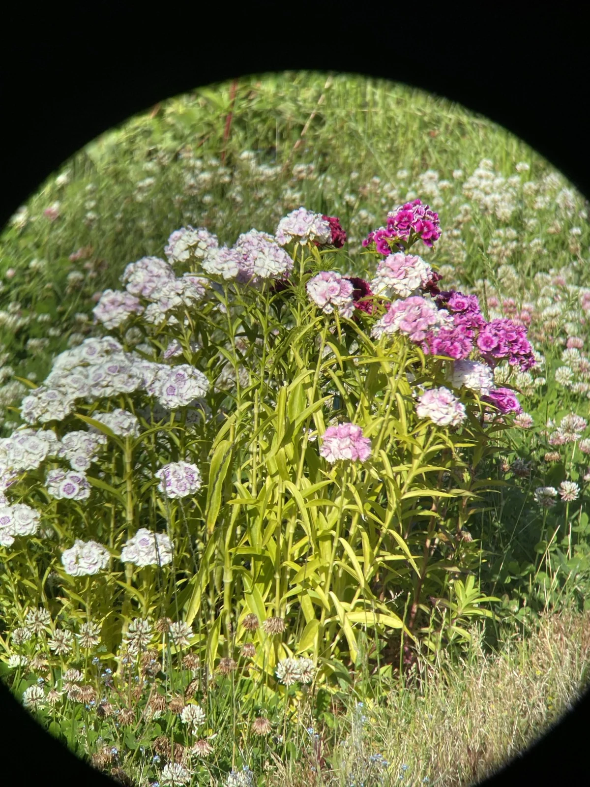 Through-the-glass plate of a sweet williams flower bush in white and dark pink, with a green grassy lawn in the background, captured through the Riton 5 Primal 10x42 ED