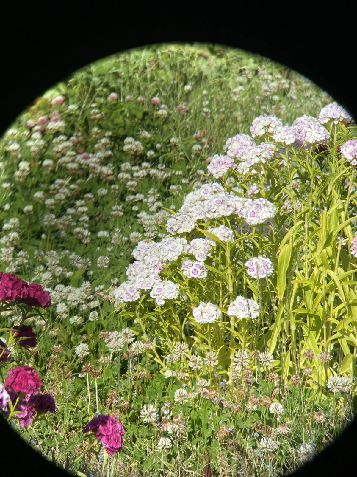 Tighter framed through-the-glass plate of the same sweet williams flower bush with light-pink and dark-pink and white blooms filling the visible cone, captured through the Riton 5 Primal 10x42 ED