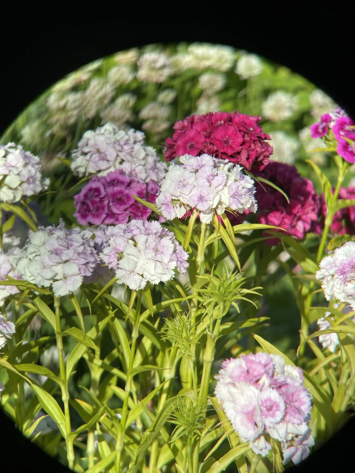 Vertical through-the-glass plate showing pink and white sweet williams flowers against a green grass background, captured through the Riton 5 Primal 10x42 ED in portrait orientation