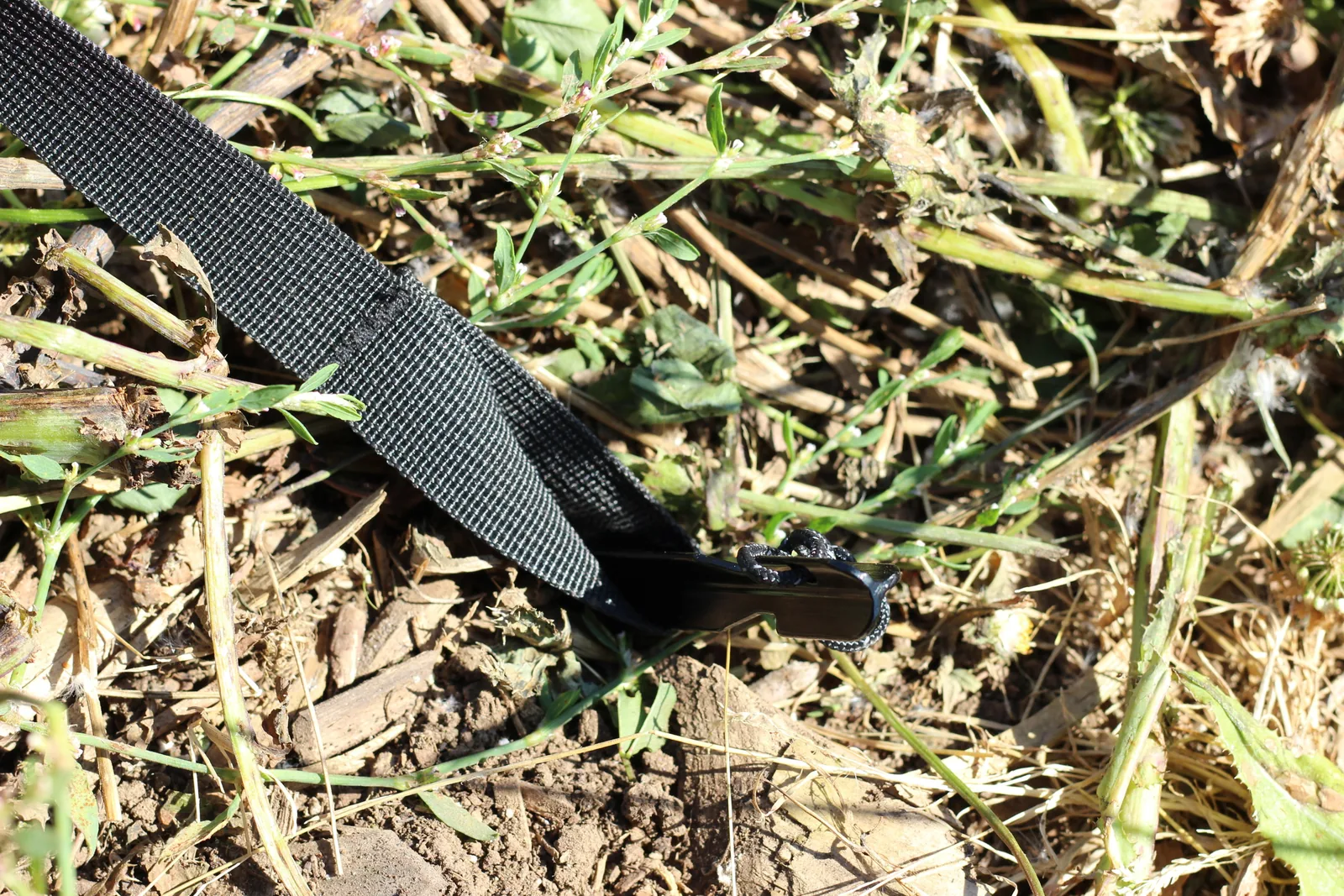 A black tent stake driven into grassy soil through a black webbing loop at the tent hem