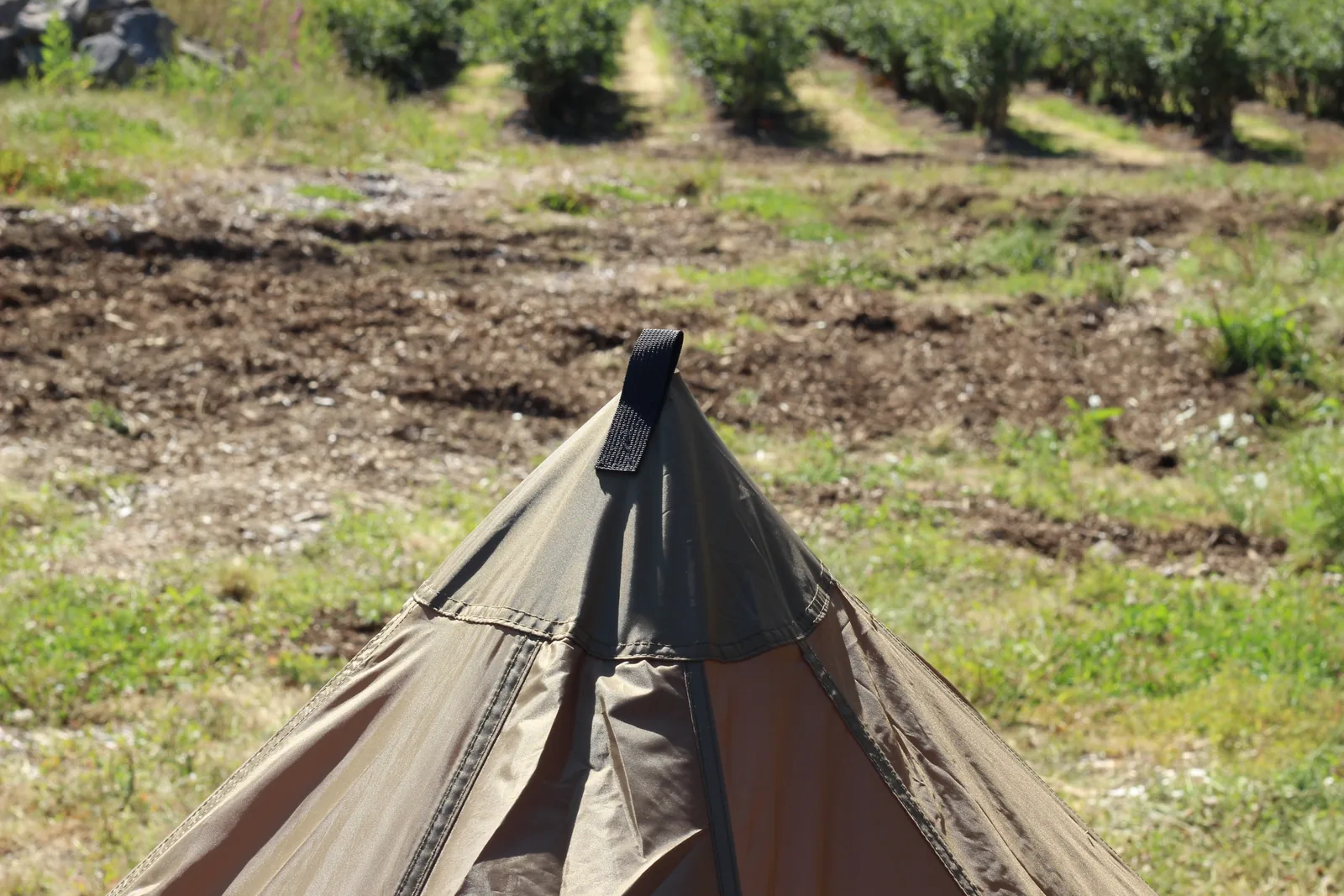 The exterior peak of the tent with a black webbing strap standing up from the apex, blueberry rows behind