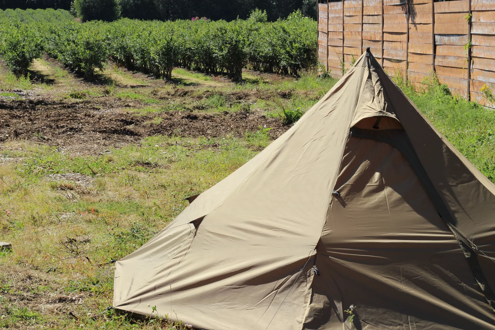 The pitched tent at the edge of a blueberry field with rows of bushes running into the distance
