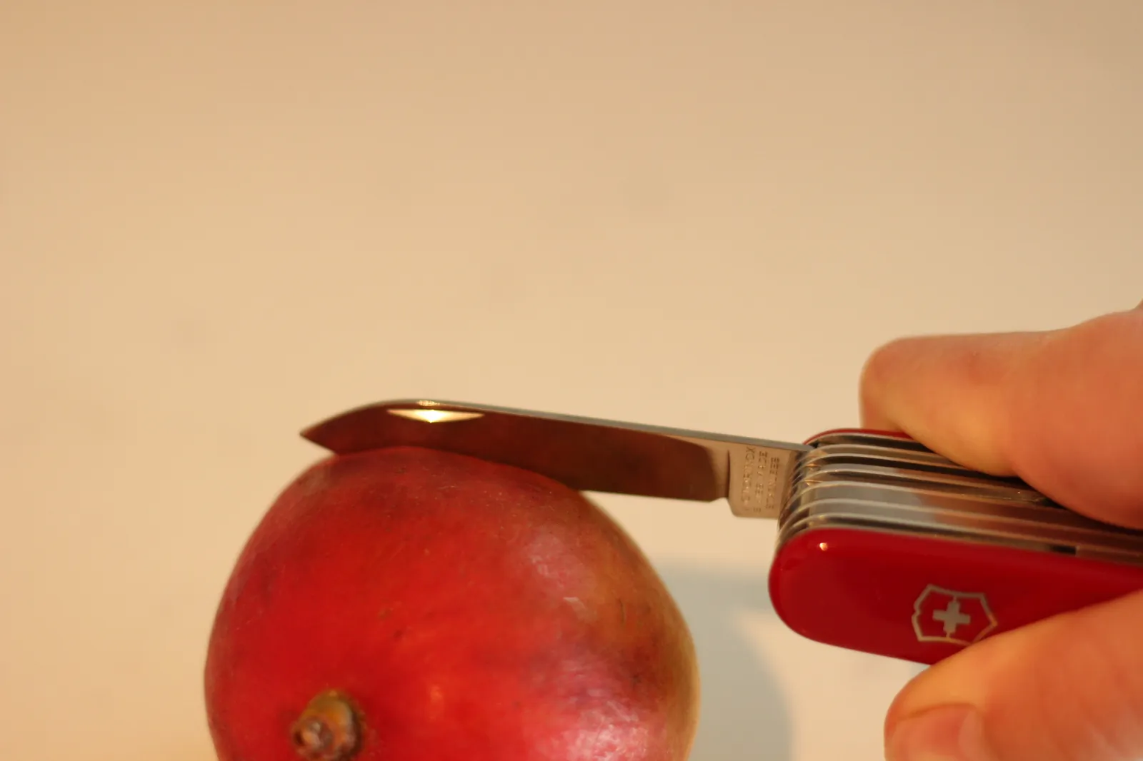 The SwissChamp's large blade extended and slicing through a piece of fruit, the blade's Victorinox Inox Switzerland Stainless etching visible