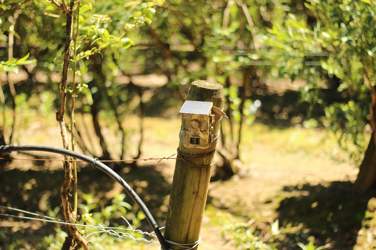 XTU SV-TCQSW 4K Solar Trail Camera Review — The 64MP WiFi/Bluetooth Trail Cam That Caught a Bunny on Frame One