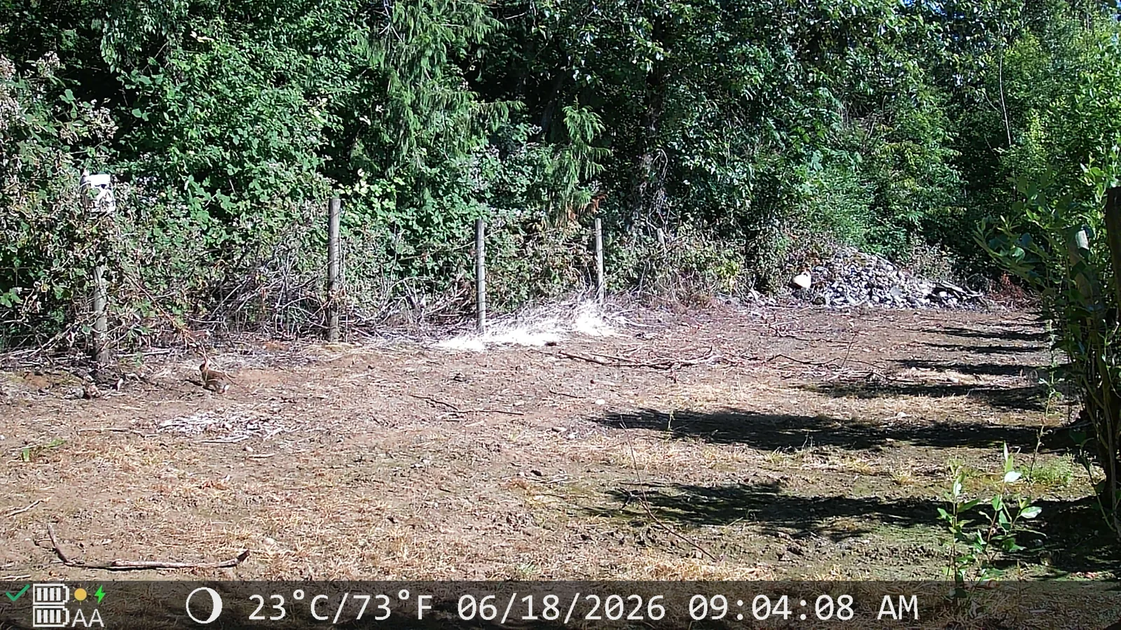 XTU SV-TCQSW captured still — wild rabbit on frame one of the SD card